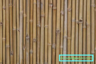 238-Bamboo wallpaper - 100 amazing photos