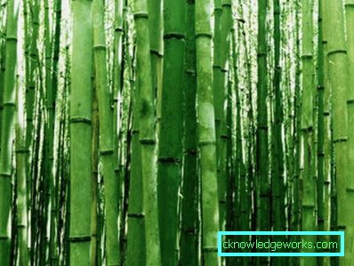 238-Bamboo wallpaper - 100 amazing photos