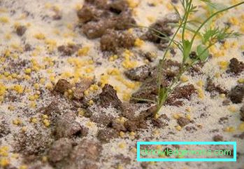266-How to get rid of garden ants