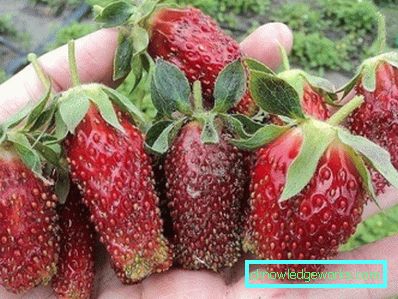 325-How strawberries will help garlic