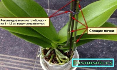 206-How to prune an orchid