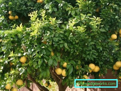 154-As pomelo grows