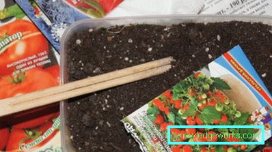 76-How to plant tomatoes on seedlings