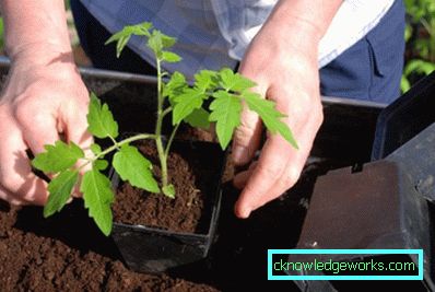 76-How to plant tomatoes on seedlings