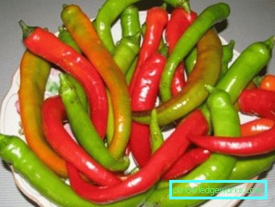 340-How to grow hot pepper