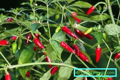 340-How to grow hot pepper