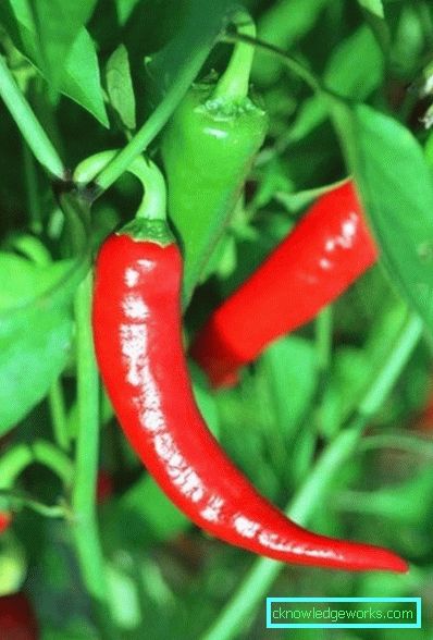 340-How to grow hot pepper