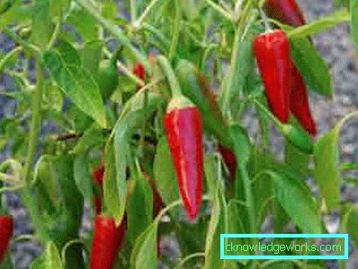 340-How to grow hot pepper