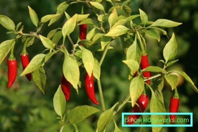 340-How to grow hot pepper