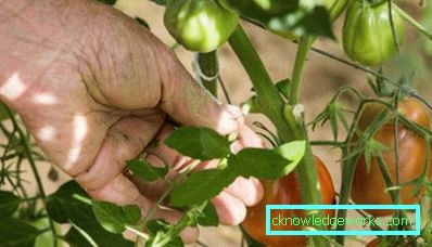 341-When to trim the leaves of tomatoes