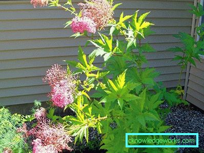 311-Meadowsweet worm ordinary