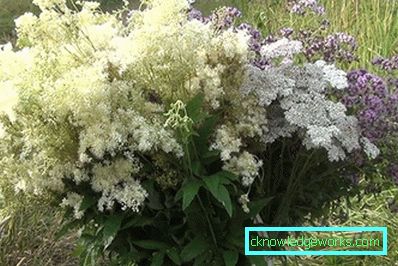 311-Meadowsweet worm ordinary