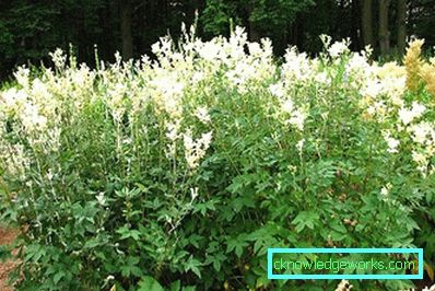 311-Meadowsweet worm ordinary