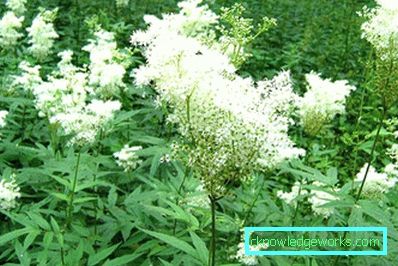 311-Meadowsweet worm ordinary