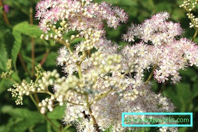 311-Meadowsweet worm ordinary