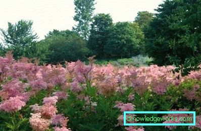 Common meadowsweet