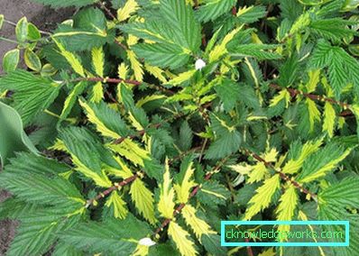 311-Meadowsweet worm ordinary