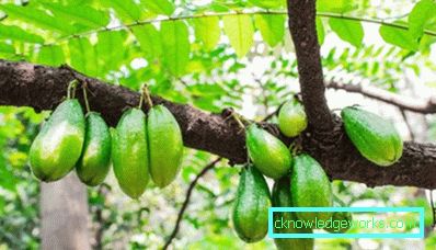 274 Cucumber Tree (Bilimbi)