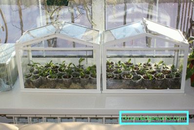 How to make a greenhouse for plants?