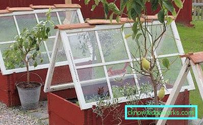 How to make a greenhouse for plants?