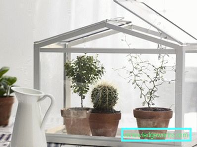 How to make a greenhouse for plants?