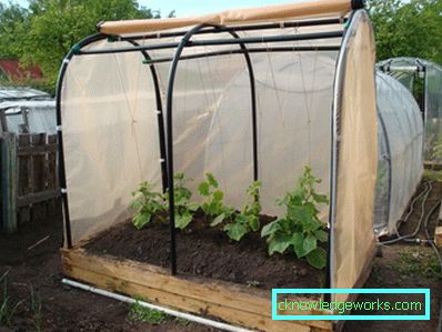 How to make a greenhouse for plants?