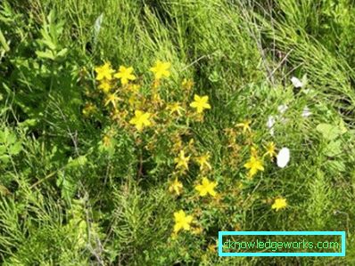 277-Useful properties of weeds