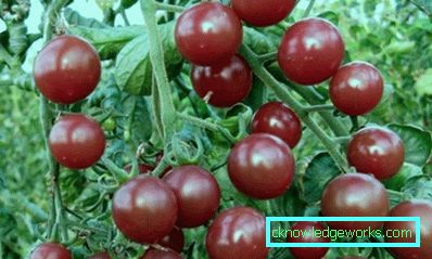 200 Cherry Tomatoes