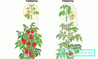 178-Planting tomatoes in the open