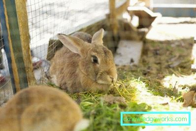 219-breeding rabbits for beginners