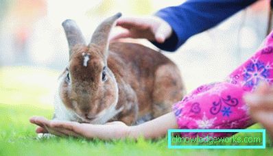 246-How much do decorative rabbits live