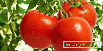 179-Tomato Yamal
