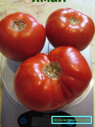 179-Tomato Yamal