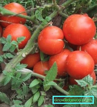 179-Tomato Yamal