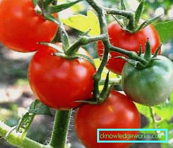 179-Tomato Yamal