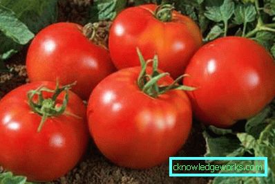 179-Tomato Yamal