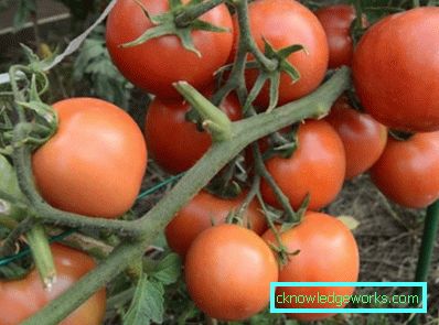 179-Tomato Yamal
