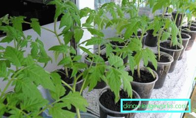 179-Tomato Yamal