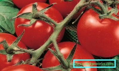 179-Tomato Yamal