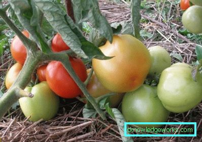 179-Tomato Yamal