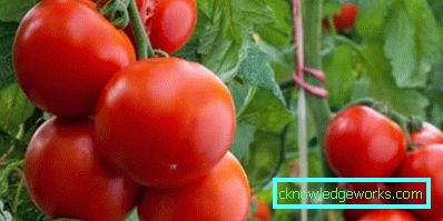 179-Tomato Yamal